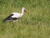 Čáp bílý (Ciconia ciconia)