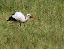 Čáp bílý (Ciconia ciconia)