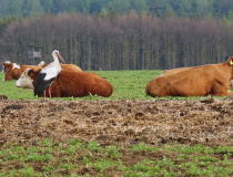 Čáp bílý (Ciconia ciconia)