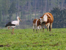 Čáp bílý (Ciconia ciconia)