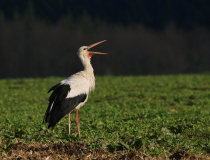 Čáp bílý (Ciconia ciconia)