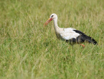 Čáp bílý (Ciconia ciconia)