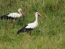 Čáp bílý (Ciconia ciconia)