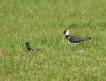 Čejka chocholatá (Vanellus vanellus) a špaček obecný  (Sturnus vulgaris)