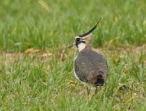 Čejka chocholatá (Vanellus vanellus)