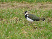 Čejka chocholatá (Vanellus vanellus)