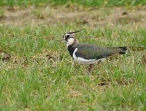 Čejka chocholatá (Vanellus vanellus)