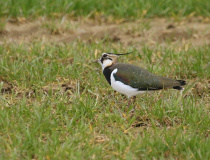 Čejka chocholatá (Vanellus vanellus)