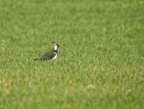 Čejka chocholatá (Vanellus vanellus)