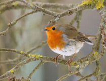 Červenka obecná (Erithacus rubecula)