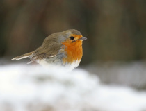 Červenka obecná (Erithacus rubecula)
