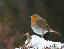 Červenka obecná (Erithacus rubecula)