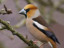 Dlask tlustozobý (Coccothraustes coccothraustes)