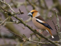 Dlask tlustozobý (Coccothraustes coccothraustes)