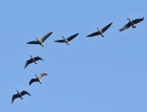 Husa běločelá (Anser albifrons)