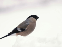 Hýl obecný (Pyrrhula pyrrhula) – samice