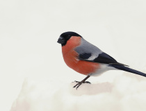 Hýl obecný (Pyrrhula pyrrhula) – samec