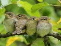 Sourozenci od Budníčků (Phylloscopus collybita)