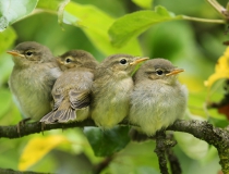 Sourozenci od Budníčků (Phylloscopus collybita)