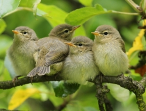 Sourozenci od Budníčků (Phylloscopus collybita)