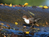 Skorec vodní (Cinclus cinclus)