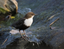 Skorec vodní (Cinclus cinclus)