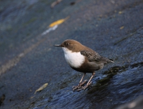Skorec vodní (Cinclus cinclus)
