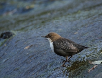 Skorec vodní (Cinclus cinclus)