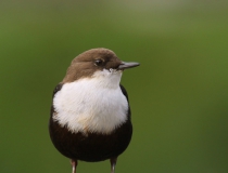 Skorec vodní (Cinclus cinclus)