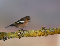 Pěnkava obecná (Fringilla coelebs)