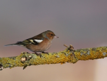 Pěnkava obecná (Fringilla coelebs)