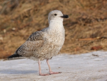 Racek stříbřitý (Larus argentatus)