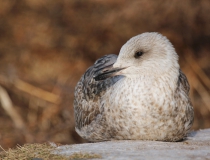 Racek stříbřitý (Larus argentatus)