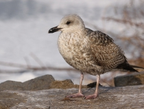 Racek stříbřitý (Larus argentatus)