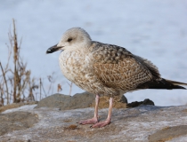 Racek stříbřitý (Larus argentatus)