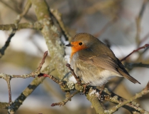 Červenka obecná (Erithacus rubecula)