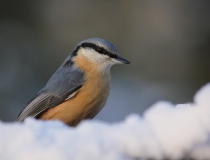 Brhlík lesní (Sitta europaea)