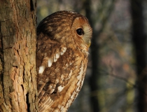 53a.Puštík obecný (Strix aluco)
