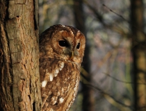 53b.Puštík obecný (Strix aluco)