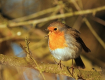 Červenka obecná (Erithacus rubecula)