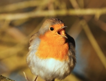Červenka obecná (Erithacus rubecula)
