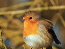 Červenka obecná (Erithacus rubecula)