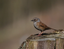 Pěvuška modrá (Prunella modularis)