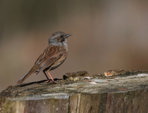 Pěvuška modrá (Prunella modularis)