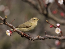 Budníček menší (Phylloscopus collybita)