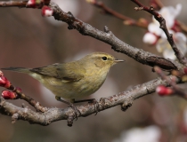 Budníček menší (Phylloscopus collybita)