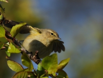Budníček menší (Phylloscopus collybita)