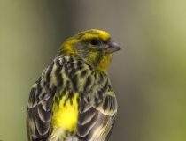 Zvonohlík zahradní (Serinus serinus)