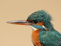 Samice ledňáčka říčního (Alcedo atthis)