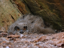 Mládě výra velkého (Bubo bubo)